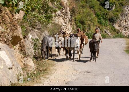 Cavalli carichi di sacchi di prodotti, sulla strada per il mercato con agricoltori locali vicino Manali Village, Kullu Valley Himachal Pradesh, India Foto Stock