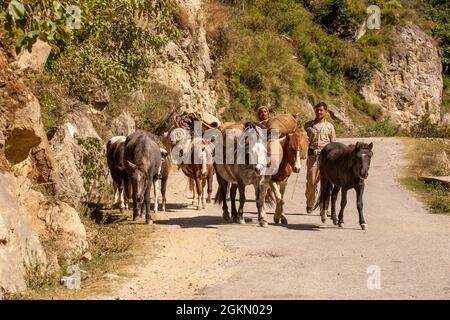 Cavalli carichi di sacchi di prodotti, sulla strada per il mercato con agricoltori locali vicino Manali Village, Kullu Valley Himachal Pradesh, India Foto Stock