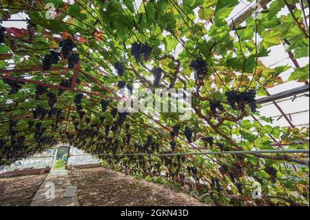 Uve a Hoeilaart, Belgio Foto Stock