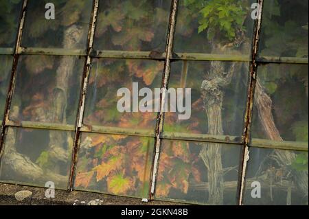 Uve a Hoeilaart, Belgio Foto Stock