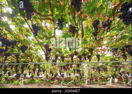 Uve a Hoeilaart, Belgio Foto Stock