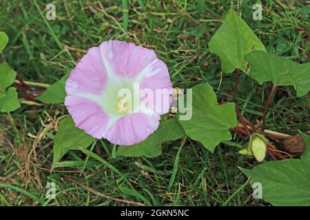 Bindweed (Convolvulus arvensis) Foto Stock