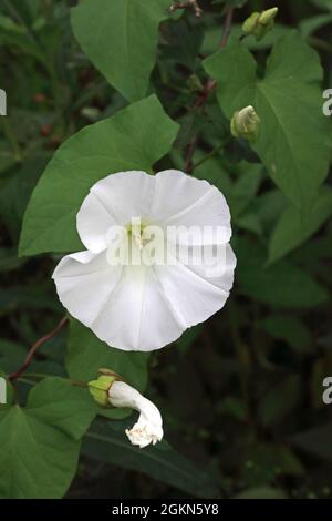 Hedge Centinodia (Calystegia sepium) Foto Stock