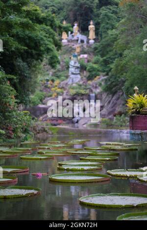 Fogliame di enorme giglio d'acqua, Victoria amazonica, in uno stagno vicino tempio buddista in Thailandia Foto Stock