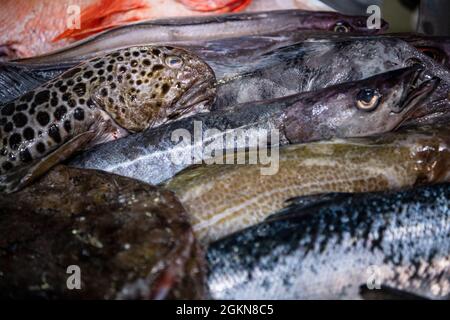 Brema, Germania. 15 settembre 2021. I pesci sono offerti per la vendita al mercato all'ingrosso. Il mercato all'ingrosso della Überseestadt di Brema ha 60 anni. Credit: Sina Schuldt/dpa/Alamy Live News Foto Stock