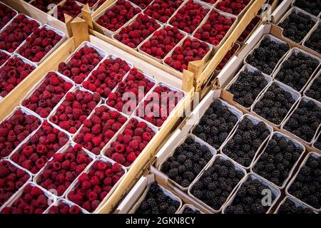 Brema, Germania. 15 settembre 2021. Scatole di bacche si trovano in una sala del mercato all'ingrosso. Il mercato all'ingrosso della Überseestadt di Brema ha 60 anni. Credit: Sina Schuldt/dpa/Alamy Live News Foto Stock