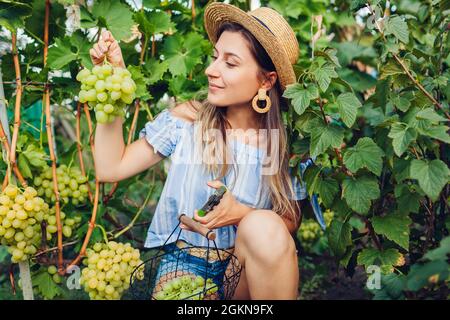 Coltivatore che raccoglie raccolto di uva su fattoria ecologica. Donna che taglia l'uva da tavola Arkadia con potatrice e la mette in cestino. Giardinaggio, concetto di agricoltura Foto Stock