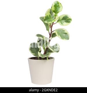 Puperomia in vaso Obtusifolia Variegata, pianta variegata di gomma del bambino o pianta domestica del radiatore. Isolato Foto Stock