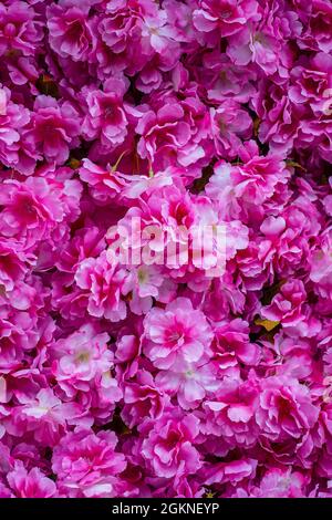 Colore rosso rose sfondo fiore, primo piano. Fiori di rosa artificiali Foto Stock