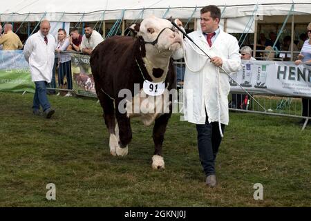 Juidging Hereford bull in mostra a Moreton in Marsh Agricultural Show 2021 UK Foto Stock