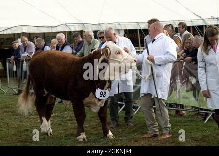 Juidging Hereford bull in mostra a Moreton in Marsh Agricultural Show 2021 UK Foto Stock