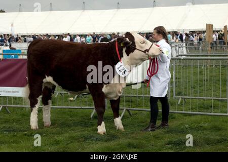 Juidging Hereford bull in mostra a Moreton in Marsh Agricultural Show 2021 UK Foto Stock