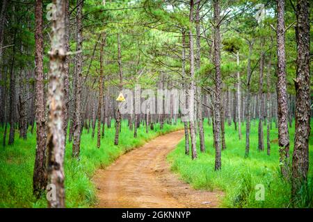 Bel bosco di pini nella provincia di Dak Nong nel Vietnam centrale Foto Stock