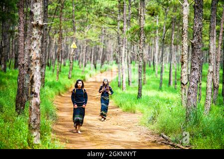 Bel bosco di pini nella provincia di Dak Nong nel Vietnam centrale Foto Stock