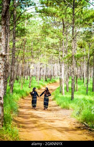 Bel bosco di pini nella provincia di Dak Nong nel Vietnam centrale Foto Stock