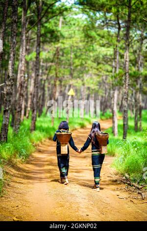 Bel bosco di pini nella provincia di Dak Nong nel Vietnam centrale Foto Stock