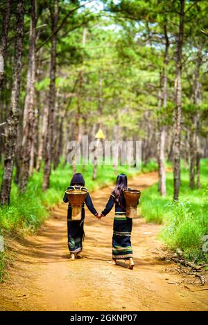 Bel bosco di pini nella provincia di Dak Nong nel Vietnam centrale Foto Stock