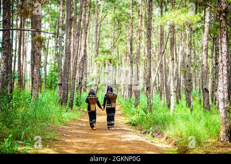 Bel bosco di pini nella provincia di Dak Nong nel Vietnam centrale Foto Stock