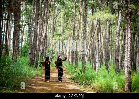 Bel bosco di pini nella provincia di Dak Nong nel Vietnam centrale Foto Stock