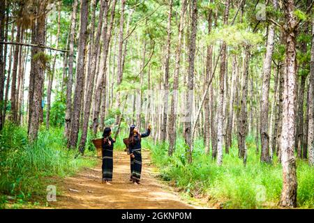 Bel bosco di pini nella provincia di Dak Nong nel Vietnam centrale Foto Stock