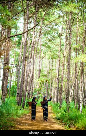 Bel bosco di pini nella provincia di Dak Nong nel Vietnam centrale Foto Stock