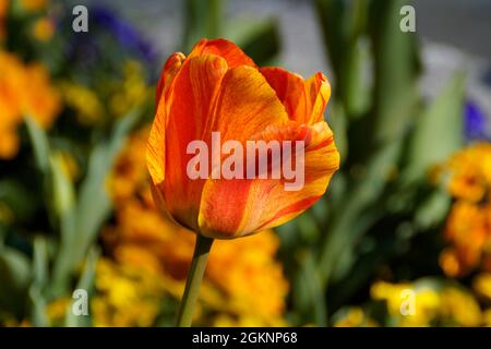 Un bel tulipano giallo con strisce rosse in una giornata di aprile soleggiato sull'isola dei fiori di Mainau in Germania Foto Stock