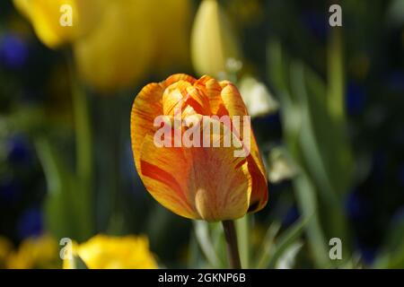 Un bel tulipano giallo con strisce rosse in una giornata di aprile soleggiato sull'isola dei fiori di Mainau in Germania Foto Stock