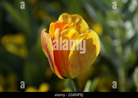 Un bel tulipano giallo con strisce rosse in una giornata di aprile soleggiato sull'isola dei fiori di Mainau in Germania Foto Stock