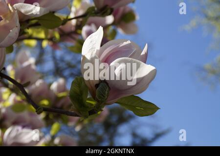 Bianco con magnolie di colore rosa contro il cielo blu di primavera sull'isola di Mainau in Germania Foto Stock