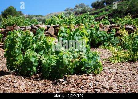 Vitigni coltivati nella campagna spagnola tra Torrox e Competa, Provincia di Malaga, Andalusia, Spagna, Europa occidentale. Foto Stock