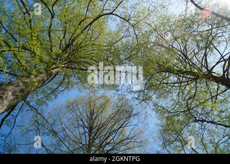 Alberi verdi con nuovo fogliame giovane contro il cielo blu in una giornata di primavera soleggiata (isola di Mainau in Germania) Foto Stock