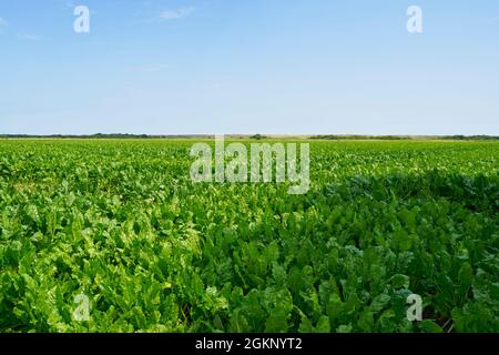 Attraverso un campo di barbabietole da zucchero maturate fino a dune di sabbia lontane vicino Horsey in Norfolk Foto Stock