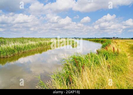 L'alto sentiero attraverso le canne segue il fiume Yare attraverso la campagna del Norfolk Foto Stock