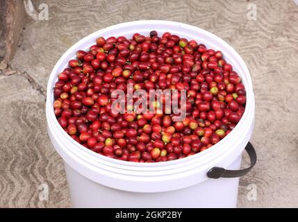 Secchio bianco riempito con chicchi di caffè rossi appena raccolti prima della tostatura Foto Stock