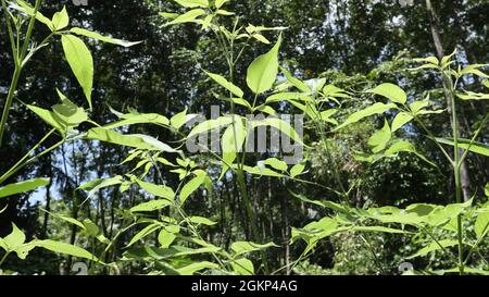 Primo piano di pochi giovani rami di albero di caste lievitati alla luce del sole Foto Stock