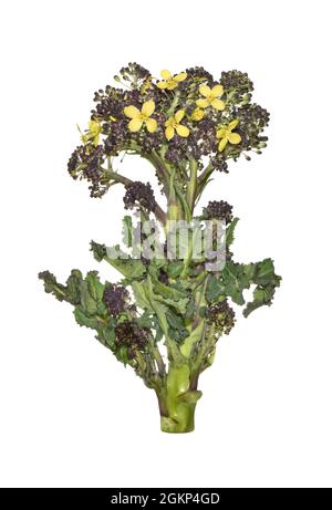 Broccoli - Brassica oleracea var. Italica Foto Stock