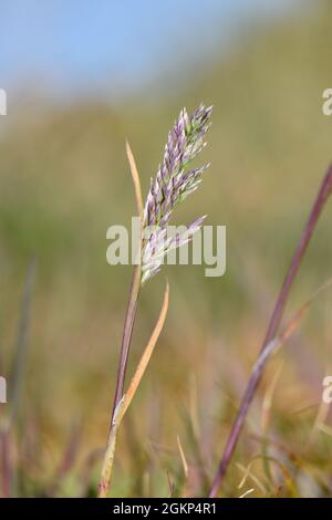 Erba di prato bulbosa - Poa bulbosa Foto Stock