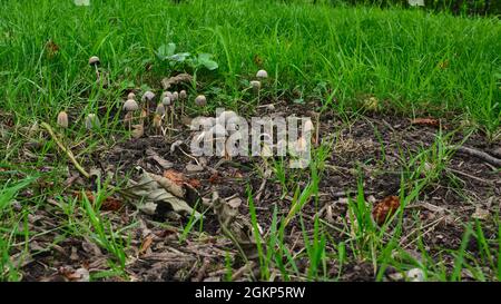 Un gruppo di piccoli sgabelli non identificati che crescono tra erba e foglie cadute su un terreno boscoso Foto Stock