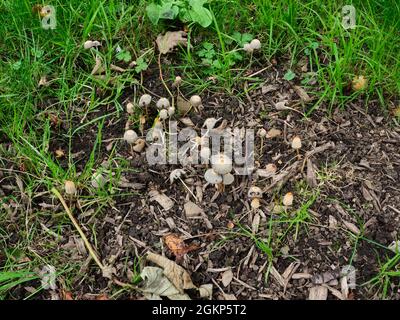 Un gruppo di piccoli sgabelli non identificati che crescono tra erba e foglie cadute su un terreno boscoso Foto Stock