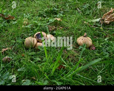 Un gruppo di palle di Puff che crescono sul terreno boschivo nel North Yorkshire Foto Stock