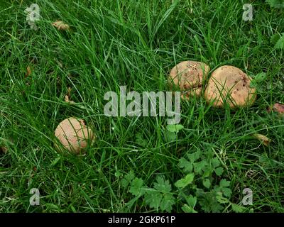 Un gruppo di palle di Puff che crescono sul terreno boschivo nel North Yorkshire Foto Stock