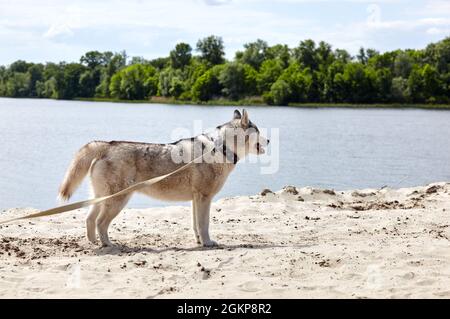 Husky siberiano su una spiaggia. Cane Husky sulla natura a piedi Foto Stock