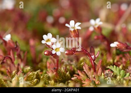 Sassifrage di rue-leaved - tridattiliti di Saxifraga Foto Stock