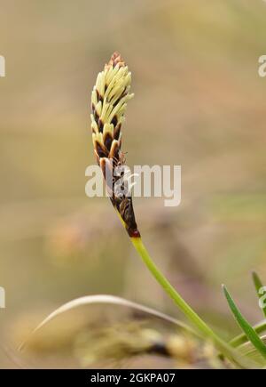 Sedge primaverile raro - Carex ericetorum Foto Stock