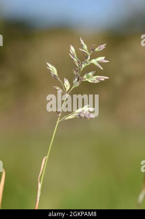 Erba di prato bulbosa - Poa bulbosa Foto Stock