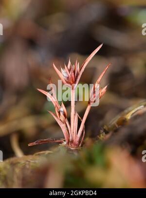 Rush nana - Juncus capitatus Foto Stock