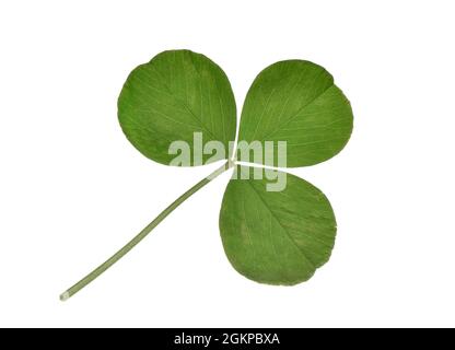 Crimson Clover - Trifolium incarnatum Foto Stock
