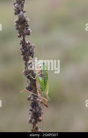 Warzenbeißer, Warzenbeisser, Weibchen, Decticus verrucivorus, wart-biter, wart-biter bushcricket, femmina, le dectique verrucivore, Decticus verrucivor Foto Stock