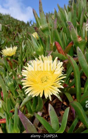 Hottentot-fico - Carpobrotus edulis Foto Stock