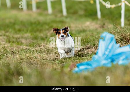 Jack russell terrier corre lure coursing competizione sul campo Foto Stock